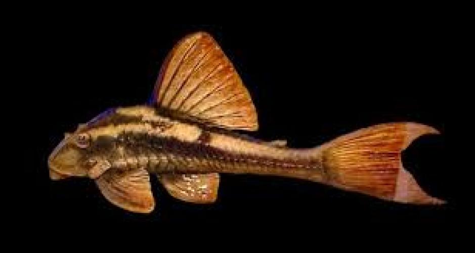 Rotbrauner Harnischwels (Panaque sp. „Bruno“ / Hypostomus basilisko) – WF Paraguay, 11–14 cm