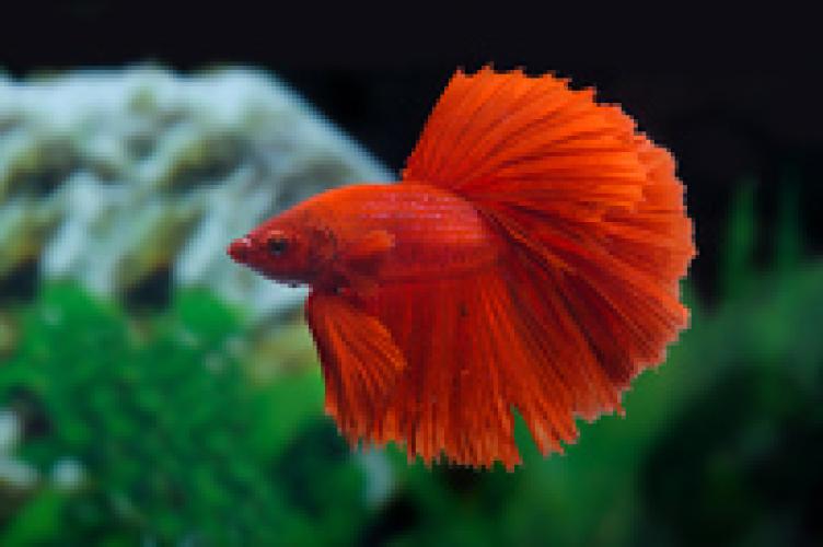 Kampffisch – Männchen, Halbmond Rot (Betta splendens MALE, HALFMOON BRIGHT RED, NZ) 4–6 cm