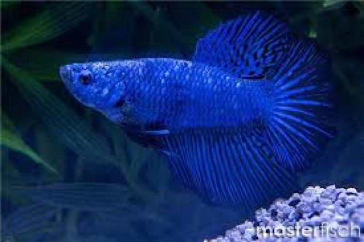 Kampffisch – Männchen, Halbmond „Blauer Drache“ (Betta splendens MALE, HALFMOON, DRAGON BLUE, NZ) 4–6 cm