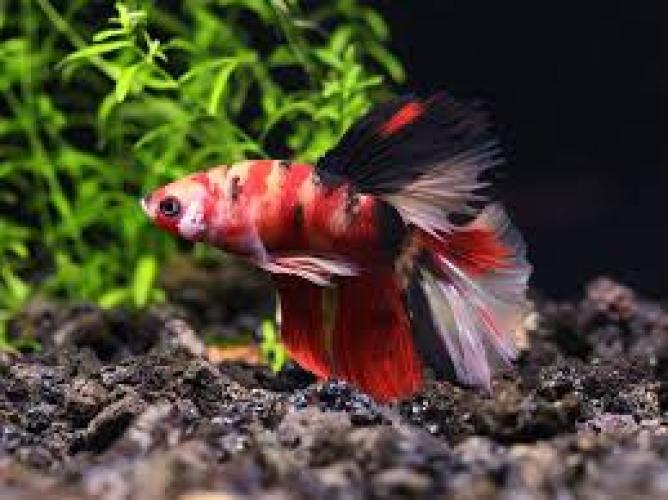 Kampffisch – Männchen, Halbmond Koi (Betta splendens MALE, HALFMOON KOI, NZ) 4–6 cm