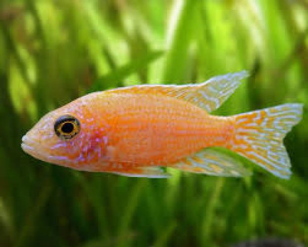 Feuerroter Kaiserbuntbarsch „Fire Fish“ SUPER SELECT – EXTRA Männchen (Aulonocara sp., NZ) 7–9 cm