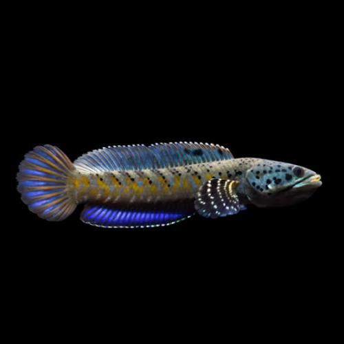 "Schön Gepunkteter" Schlangenkopffisch, WF ,15-20cm, Channa ornatipinnis