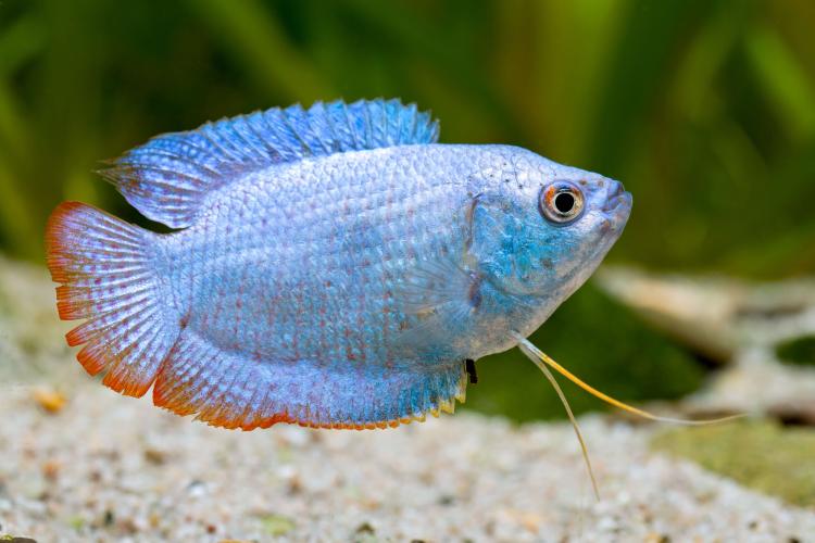 Colisa laila cobald Blue