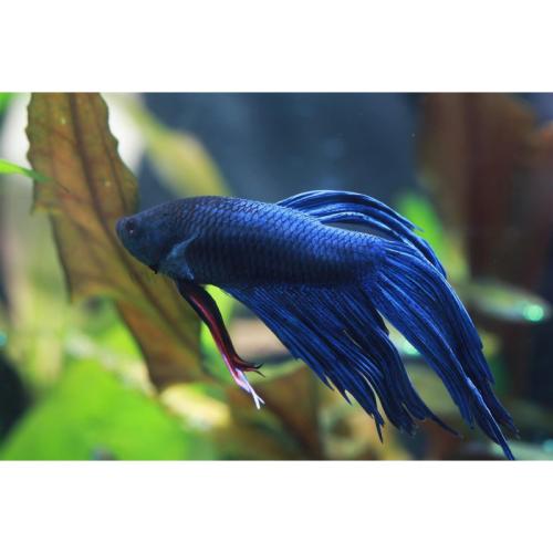 Betta spl. male veiltail blue – 5–6 cm