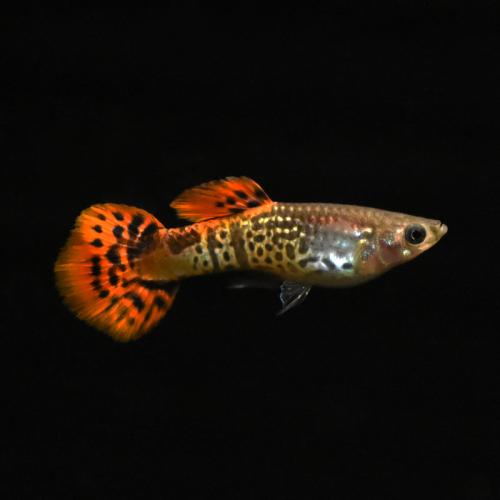 Poecilia reticulata Male, King Cobra Red – 3–4 cm