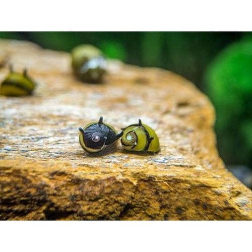 Hörnchenschnecke, Schachbrett, WF, 0,5-1cm , Clithon spec. MARBLE BLACK AND WHITE