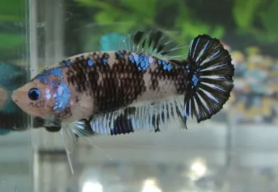 Kampffisch Weibchen Fancy Colour – Betta splendens